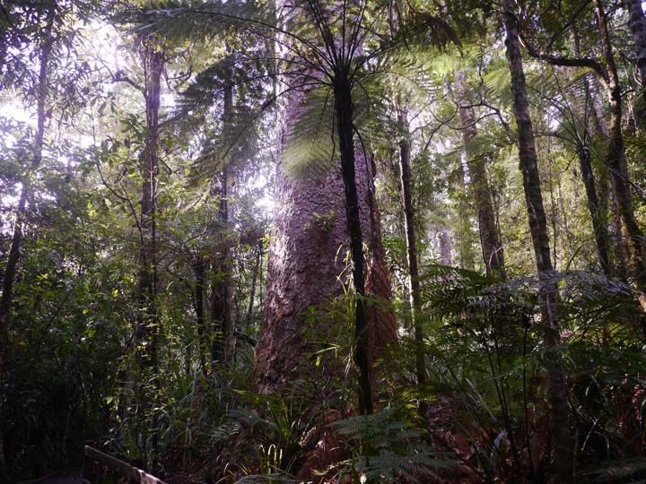Trounson Kauri Park - New Zealand